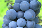 wine news image